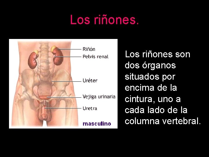 Los riñones son dos órganos situados por encima de la cintura, uno a cada