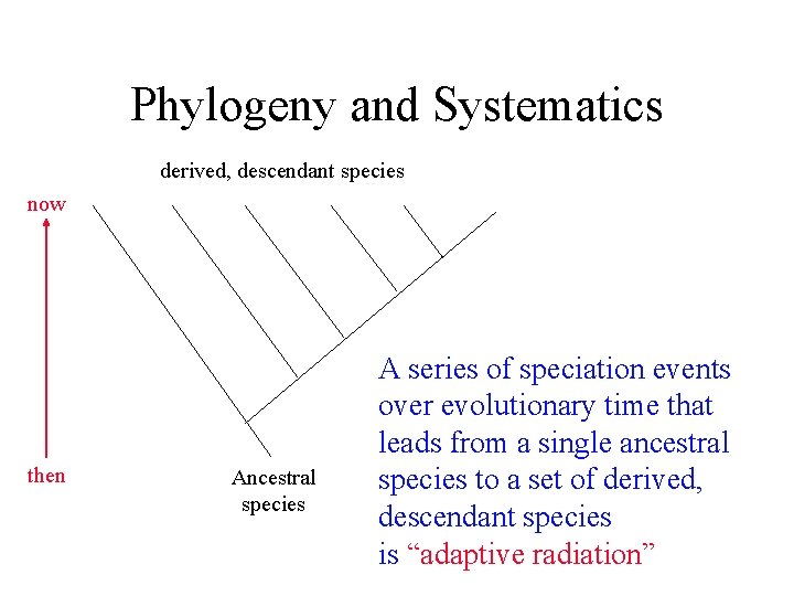 Phylogeny and Systematics derived, descendant species now then Ancestral species A series of speciation