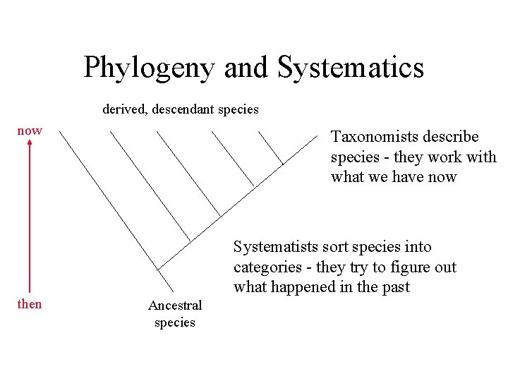 Phylogeny and Systematics derived, descendant species now then Taxonomists describe species - they work