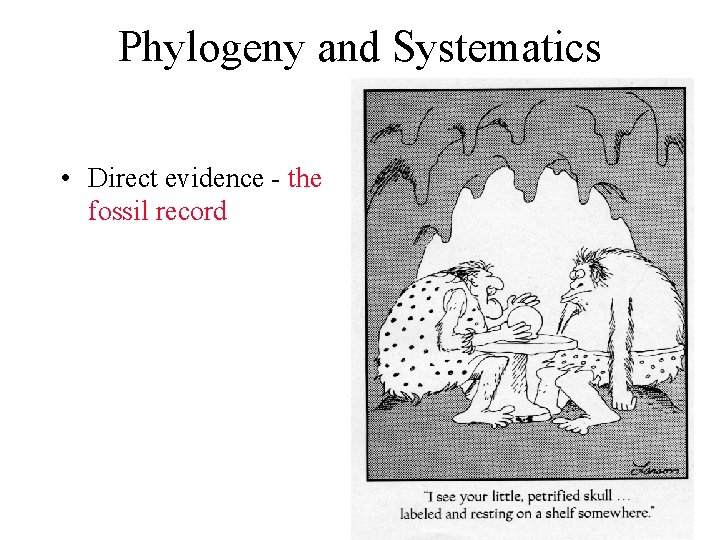 Phylogeny and Systematics • Direct evidence - the fossil record 