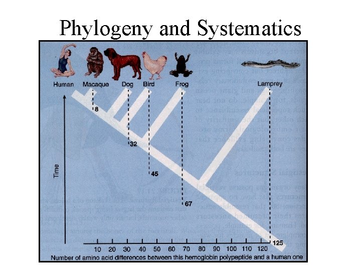 Phylogeny and Systematics 