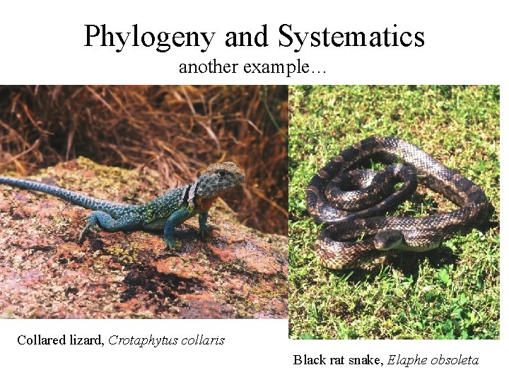 Phylogeny and Systematics another example… Collared lizard, Crotaphytus collaris Black rat snake, Elaphe obsoleta