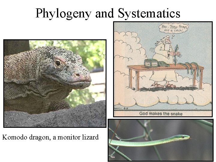 Phylogeny and Systematics Komodo dragon, a monitor lizard 