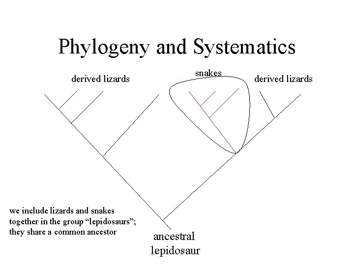 Phylogeny and Systematics derived lizards we include lizards and snakes together in the group