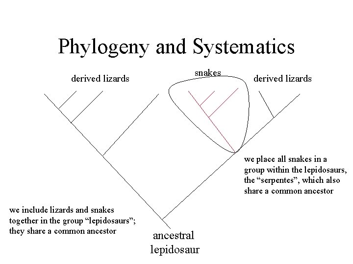 Phylogeny and Systematics derived lizards snakes derived lizards we place all snakes in a