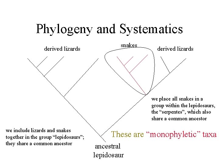 Phylogeny and Systematics derived lizards snakes derived lizards we place all snakes in a