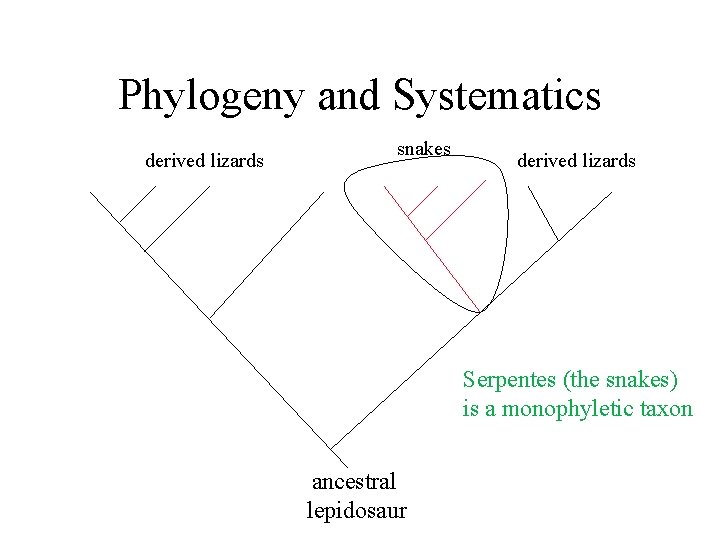 Phylogeny and Systematics derived lizards snakes derived lizards Serpentes (the snakes) is a monophyletic
