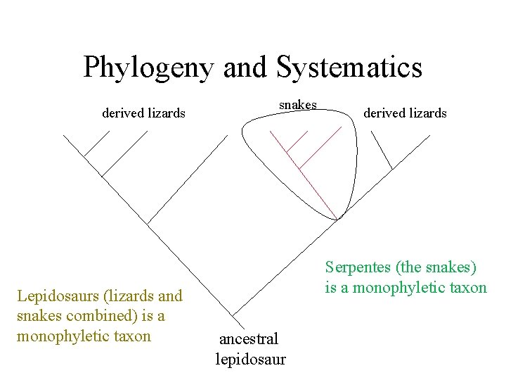 Phylogeny and Systematics derived lizards Lepidosaurs (lizards and snakes combined) is a monophyletic taxon