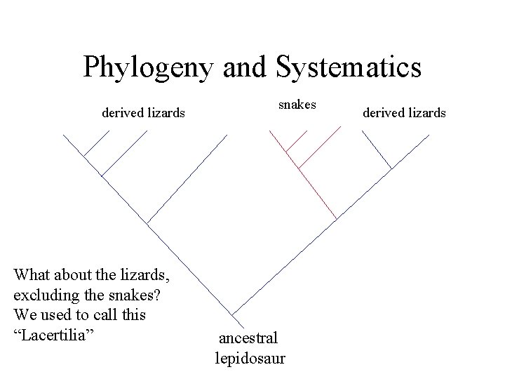 Phylogeny and Systematics derived lizards What about the lizards, excluding the snakes? We used