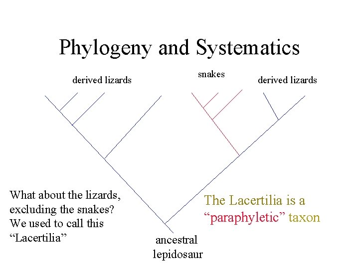 Phylogeny and Systematics derived lizards What about the lizards, excluding the snakes? We used