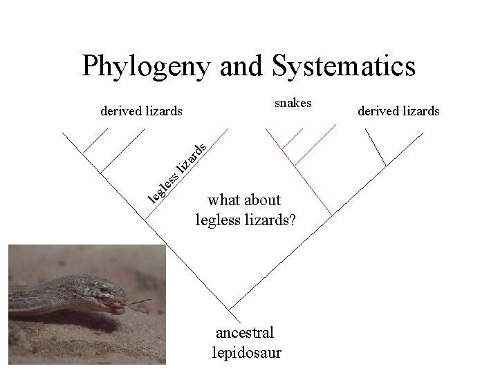 Phylogeny and Systematics snakes leg les sl iza rd s derived lizards what about