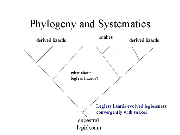 Phylogeny and Systematics snakes derived lizards what about legless lizards? Legless lizards evolved leglessness