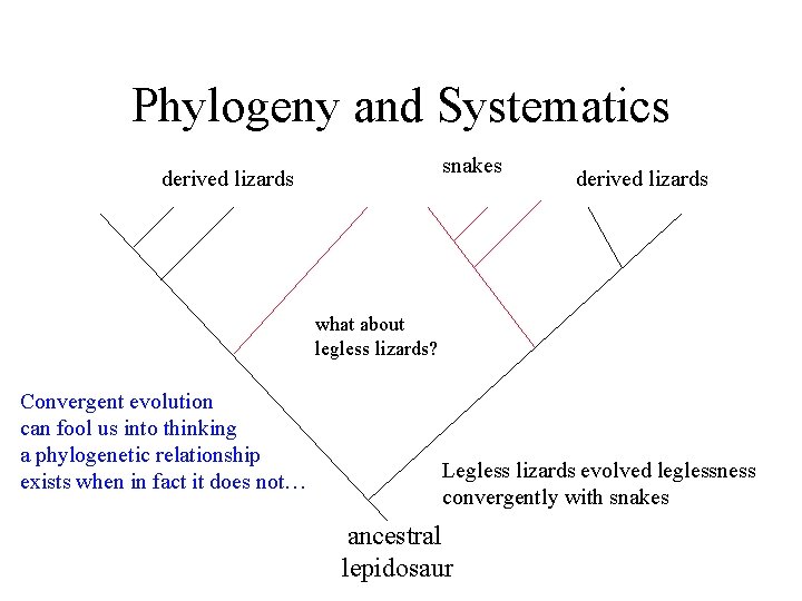 Phylogeny and Systematics snakes derived lizards what about legless lizards? Convergent evolution can fool