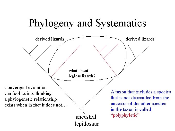 Phylogeny and Systematics derived lizards what about legless lizards? Convergent evolution can fool us