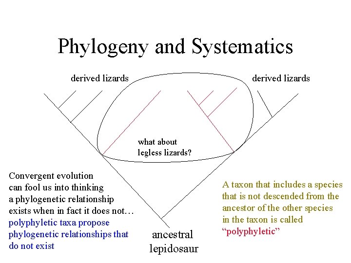 Phylogeny and Systematics derived lizards what about legless lizards? Convergent evolution can fool us