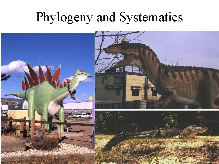 Phylogeny and Systematics utahraptor here croc here 