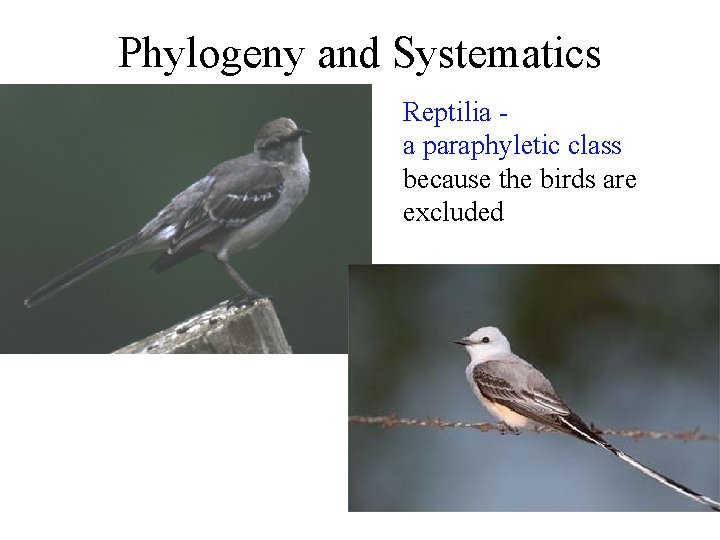 Phylogeny and Systematics Reptilia a paraphyletic class because the birds are excluded 