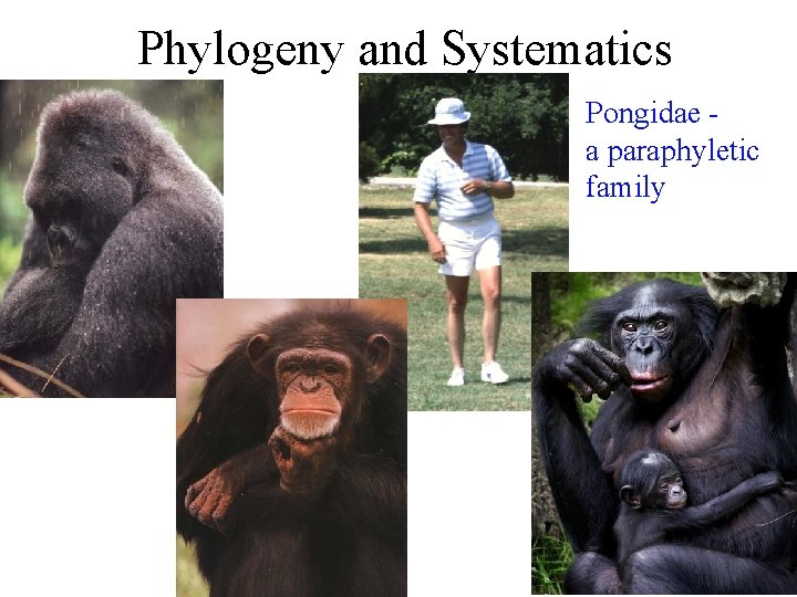 Phylogeny and Systematics Pongidae a paraphyletic family 