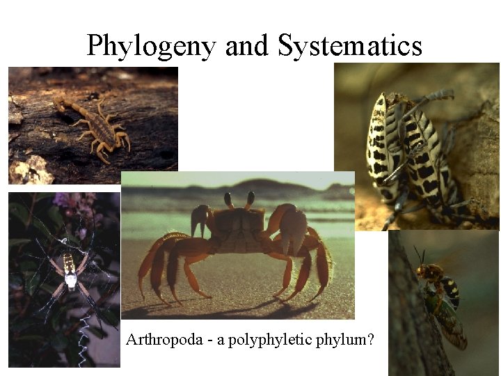 Phylogeny and Systematics Arthropoda - a polyphyletic phylum? 