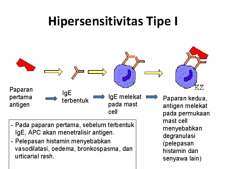 Hipersensitivitas Tipe I Paparan pertama antigen Ig. E terbentuk Ig. E melekat pada mast