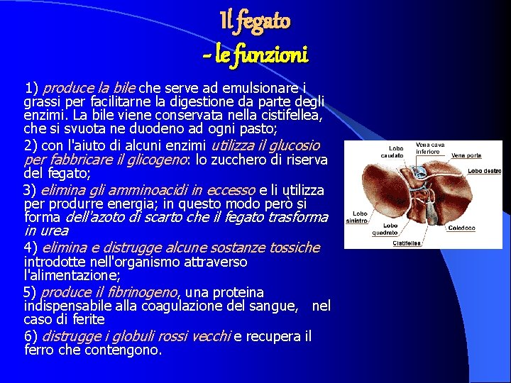 Il fegato - le funzioni 1) produce la bile che serve ad emulsionare i