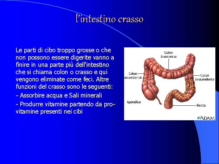 l’intestino crasso Le parti di cibo troppo grosse o che non possono essere digerite