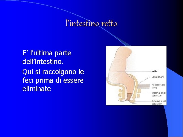 l’intestino retto E’ l’ultima parte dell’intestino. Qui si raccolgono le feci prima di essere