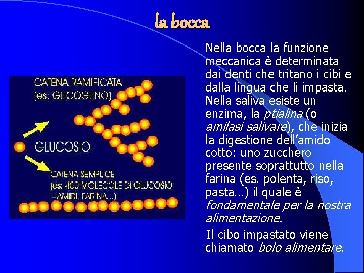 la bocca Nella bocca la funzione meccanica è determinata dai denti che tritano i