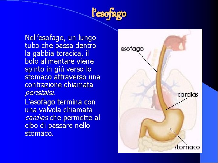 l’esofago Nell’esofago, un lungo tubo che passa dentro la gabbia toracica, il bolo alimentare