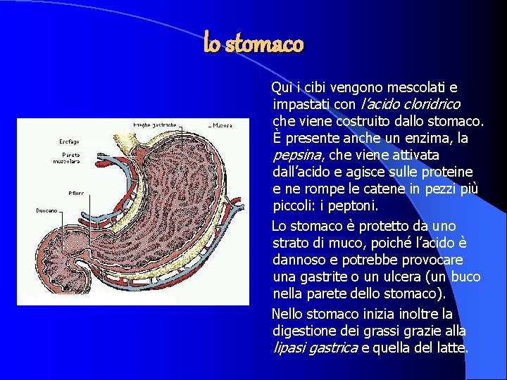 lo stomaco Qui i cibi vengono mescolati e impastati con l’acido cloridrico che viene