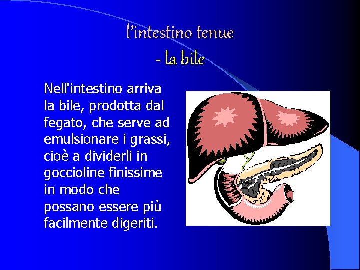 l’intestino tenue - la bile Nell'intestino arriva la bile, prodotta dal fegato, che serve