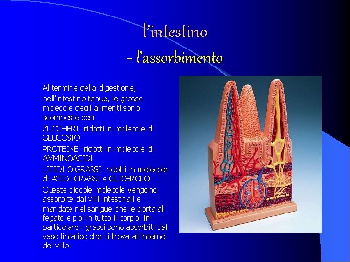 l’intestino - l’assorbimento Al termine della digestione, nell’intestino tenue, le grosse molecole degli alimenti