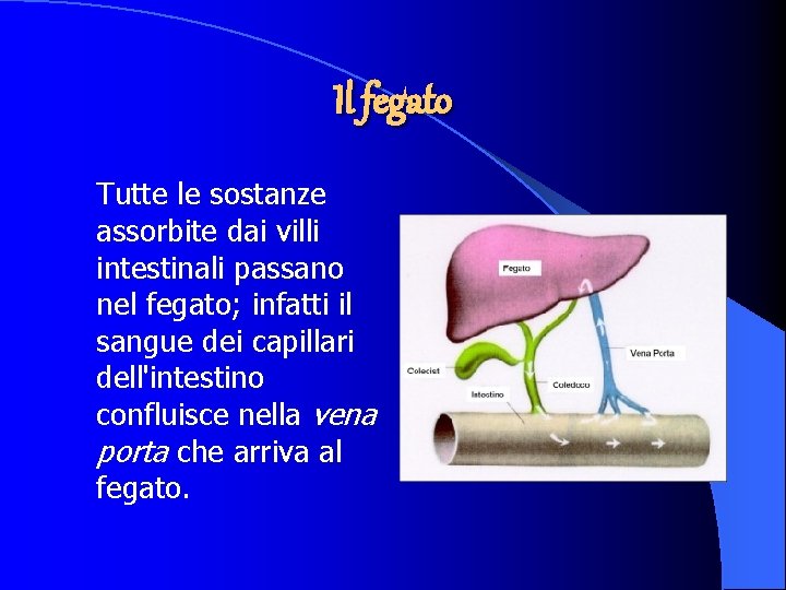 Il fegato Tutte le sostanze assorbite dai villi intestinali passano nel fegato; infatti il