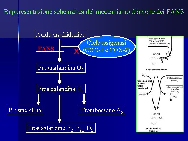 Rappresentazione schematica del meccanismo d’azione dei FANS Acido arachidonico FANS x Cicloossigenasi (COX-1 e