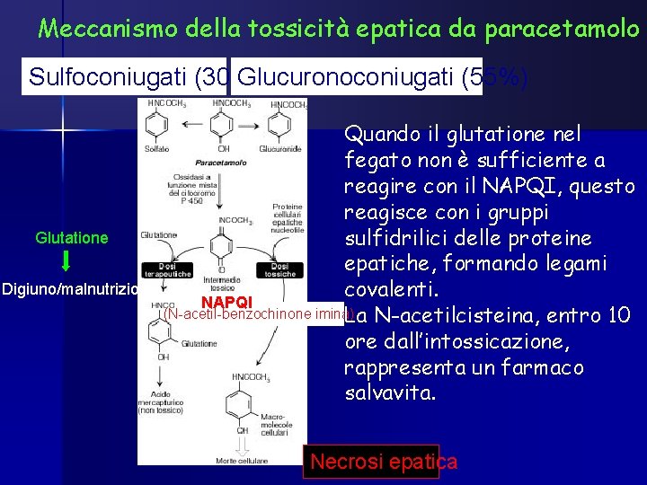Meccanismo della tossicità epatica da paracetamolo Sulfoconiugati (30%) Glucuronoconiugati (55%) Quando il glutatione nel