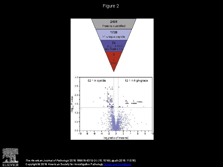 Figure 2 The American Journal of Pathology 2019 189619 -631 DOI: (10. 1016/j. ajpath.