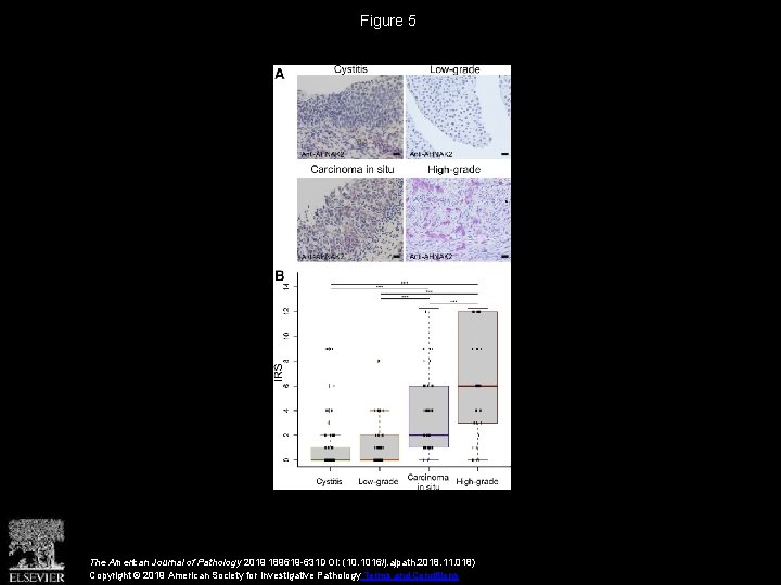 Figure 5 The American Journal of Pathology 2019 189619 -631 DOI: (10. 1016/j. ajpath.