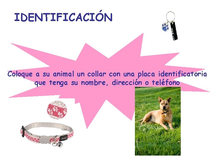 IDENTIFICACIÓN Coloque a su animal un collar con una placa identificatoria que tenga su