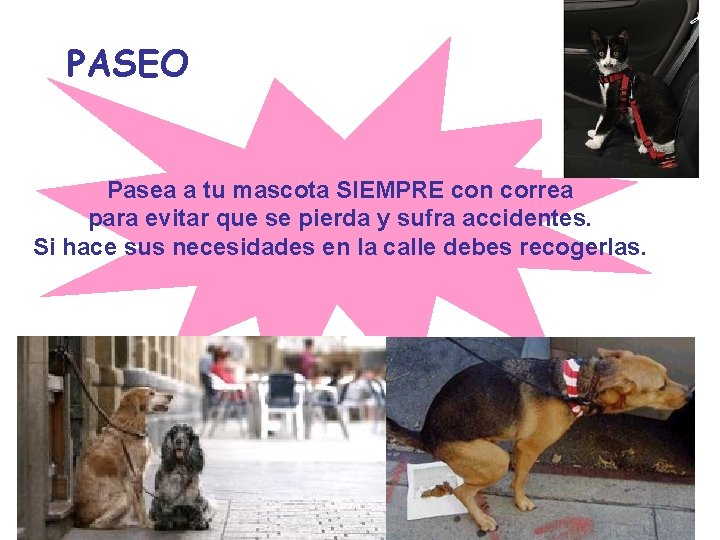 PASEO Pasea a tu mascota SIEMPRE con correa para evitar que se pierda y