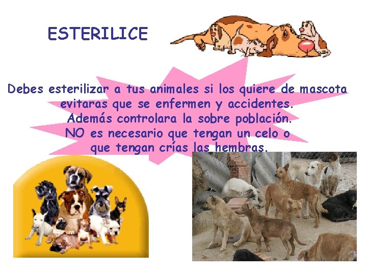 ESTERILICE Debes esterilizar a tus animales si los quiere de mascota evitaras que se