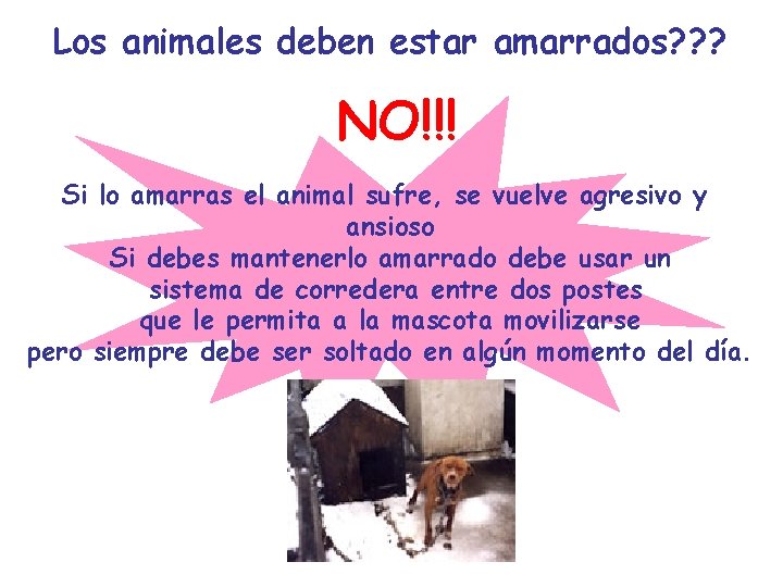 Los animales deben estar amarrados? ? ? NO!!! Si lo amarras el animal sufre,