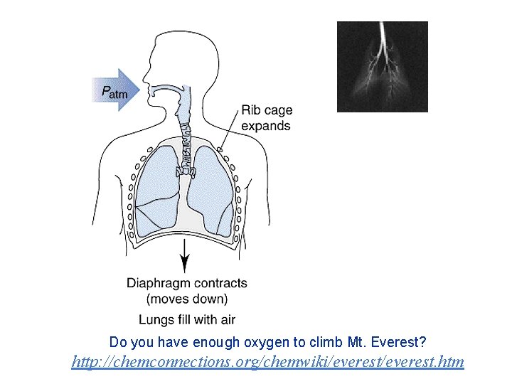 Do you have enough oxygen to climb Mt. Everest? http: //chemconnections. org/chemwiki/everest. htm 
