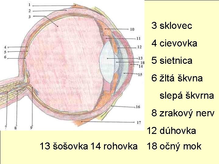 3 sklovec 4 cievovka 5 sietnica 6 žltá škvna slepá škvrna 8 zrakový nerv