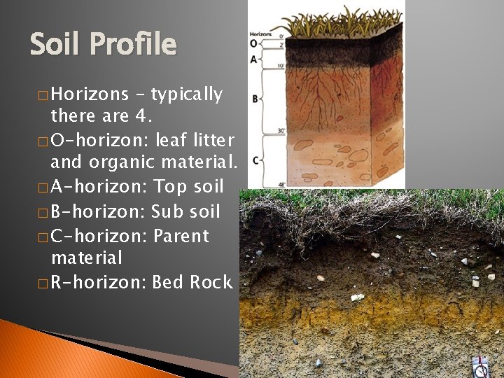 Soil Profile � Horizons – typically there are 4. � O-horizon: leaf litter and