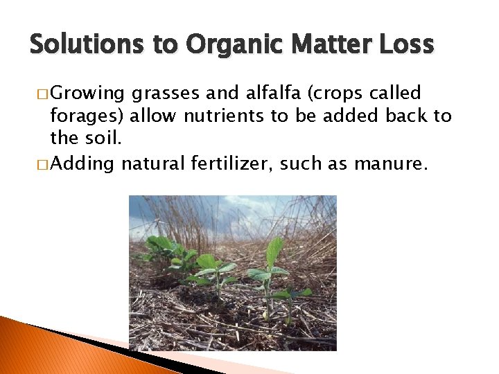 Solutions to Organic Matter Loss � Growing grasses and alfalfa (crops called forages) allow