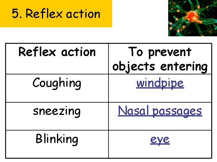 5. Reflex action Coughing To prevent objects entering windpipe sneezing Nasal passages Blinking eye