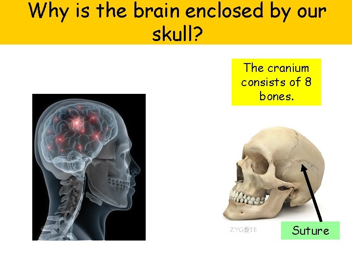 Why is the brain enclosed by our skull? The cranium consists of 8 bones.