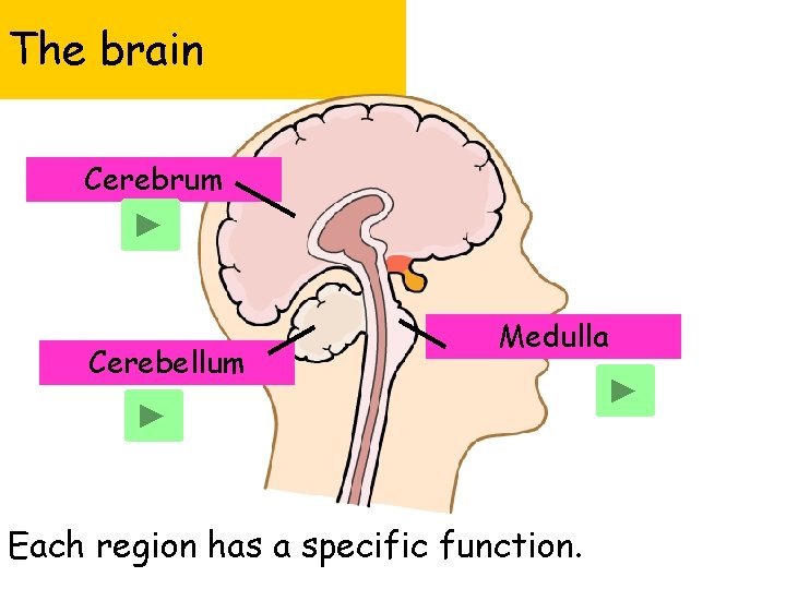 The brain Cerebrum Cerebellum Medulla Each region has a specific function. 
