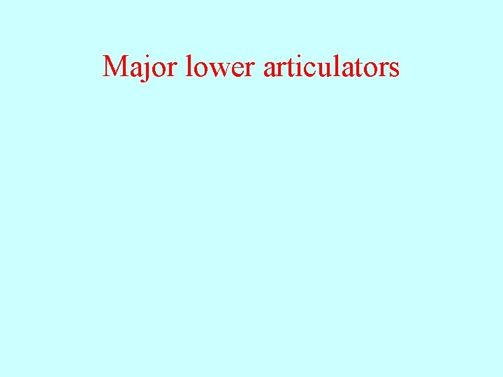 Major lower articulators 