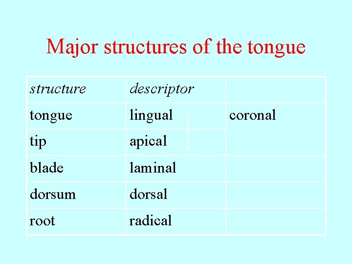 Major structures of the tongue structure descriptor tongue lingual tip apical blade laminal dorsum Major structures of the tongue structure descriptor tongue lingual tip apical blade laminal dorsum